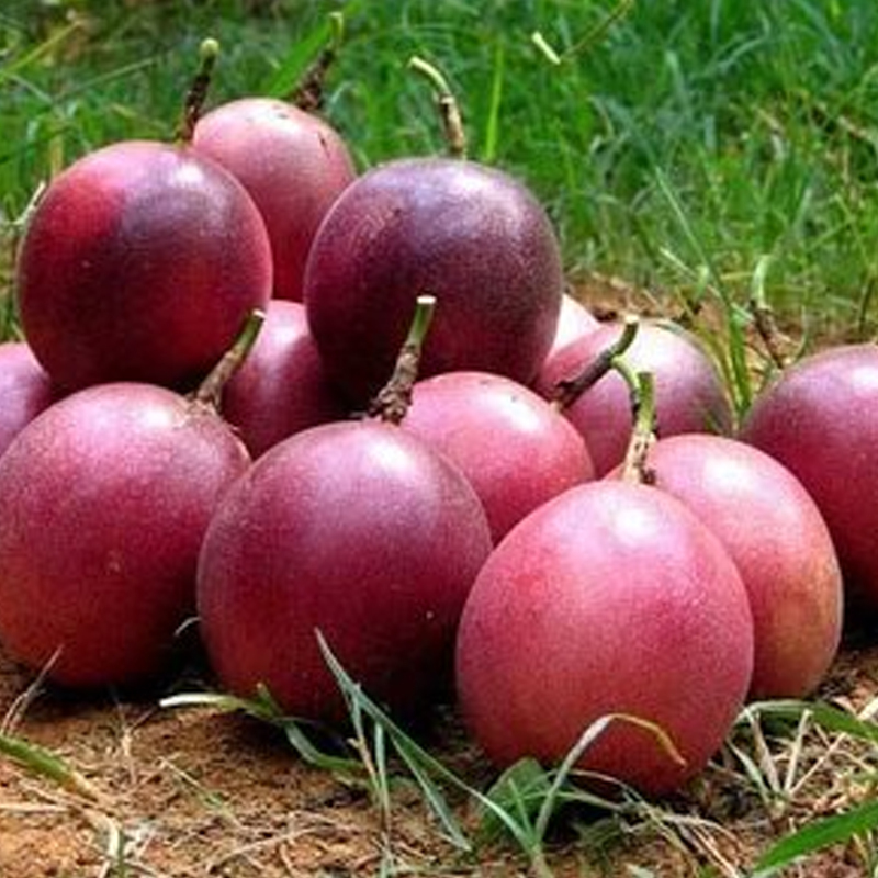 鲜贝达生鲜 云南昆明紫色百香果大果3斤 净重23个左右 新鲜西番莲鸡蛋果产地直发
