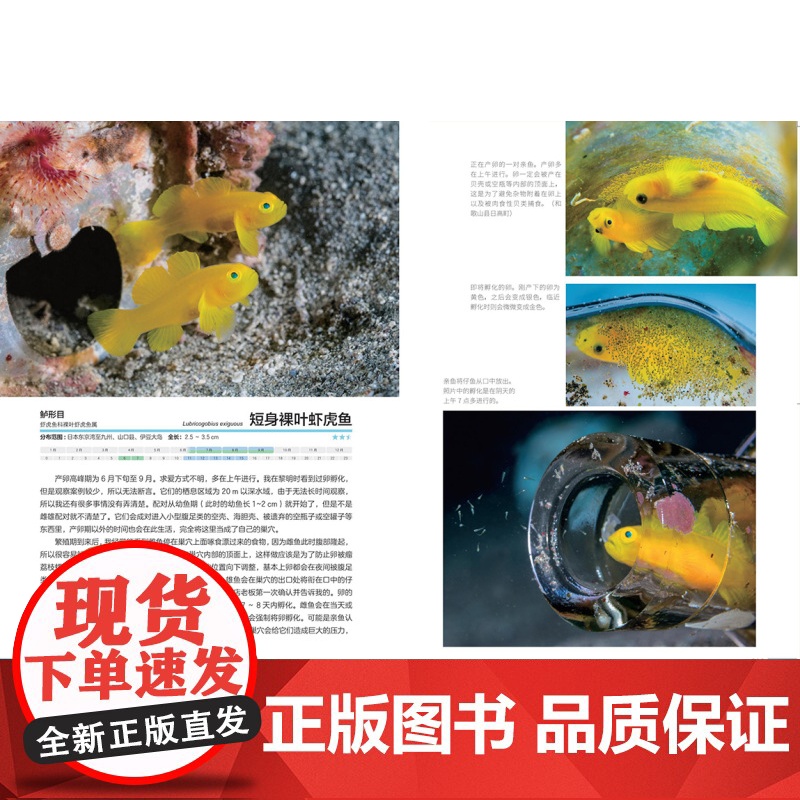 海面下的性与爱 从求爱到离别的自然观察手记 海洋科普 摄影作品 海洋生物 北京科学技术高清大图