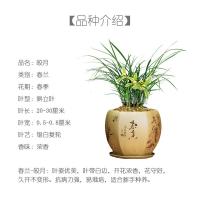 春兰【皎月】绿植花卉兰花苗银边金边复轮浓香耐花卉盆栽客厅阳台卧室办公桌室内皎月1棵6苗裸根货
