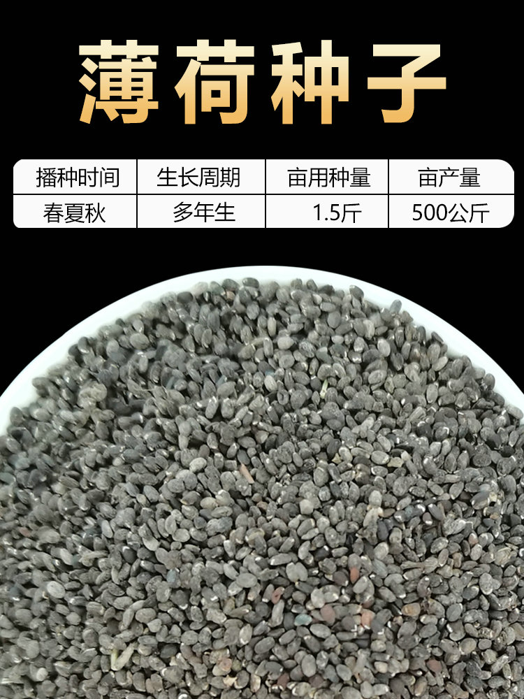 可食用薄荷种子盆栽四季开花易活室内室外花种籽子孑植物花卉花籽