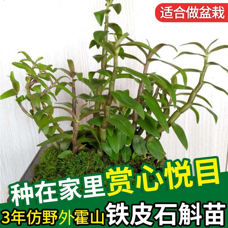 铁皮石斛苗3丛盆栽室内 林下办公室野外种植食用清仓植物石斛绿植