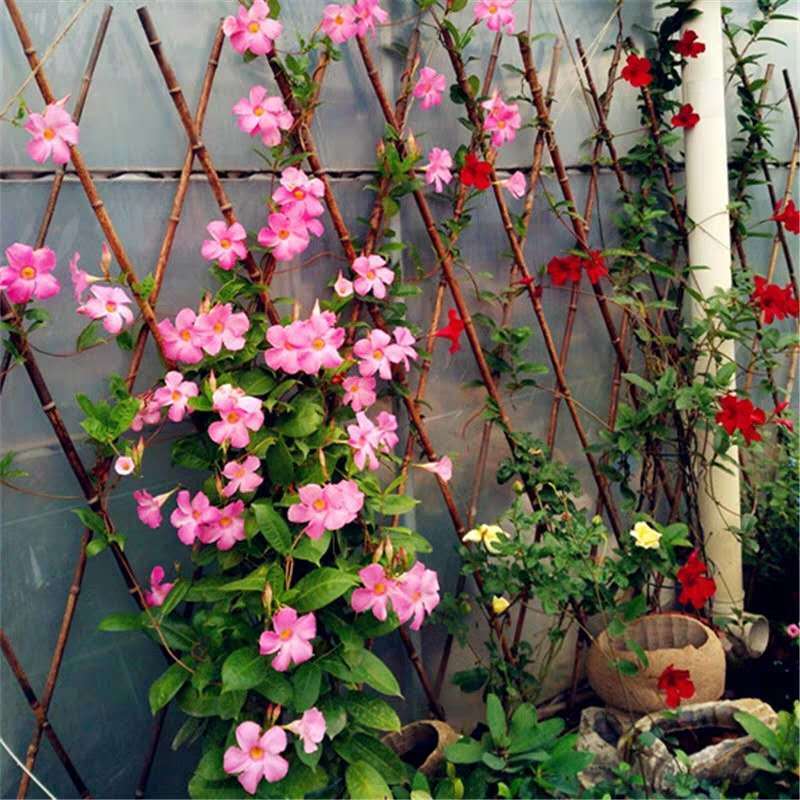 回固万里飘香藤庭双喜藤院阳台爬藤植物耐寒热花期长四季开花盆栽花卉 飘香藤红色4颗 肥料不含盆图片 高清实拍大图 苏宁易购