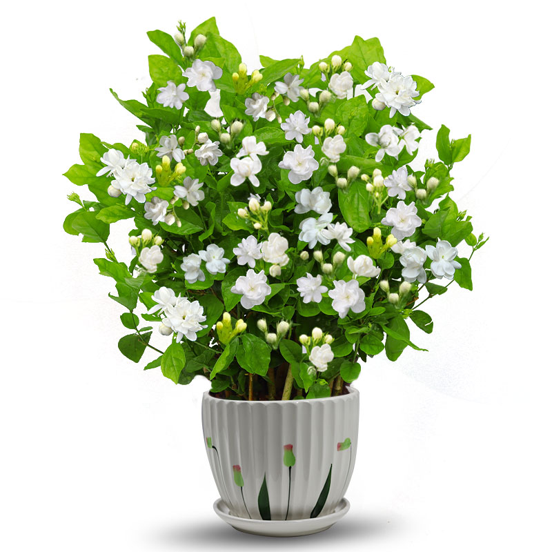 茉莉花苗盆栽带花苞九里香老桩驱蚊花卉植物室内浓香四季开花好养高清大图
