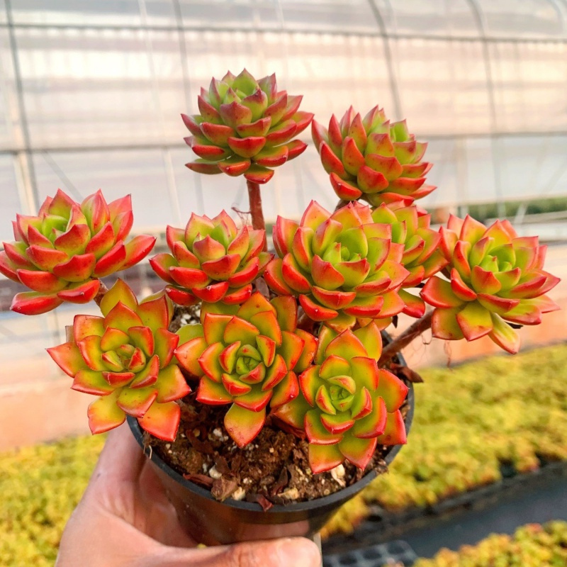 多肉基地大棚现发绿植多肉盆栽一件