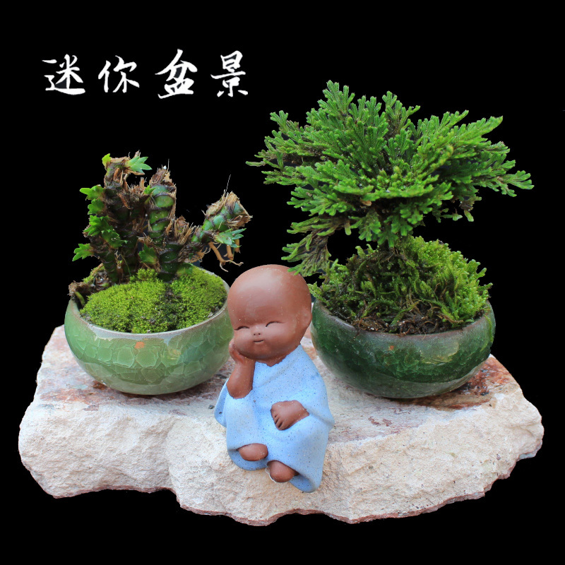 善道园艺用品野生菖蒲龙根小盆栽植物创意迷你龙根菖蒲可爱昌蒲小盆景净化空气 价格图片品牌报价 苏宁易购善道家纺旗舰店