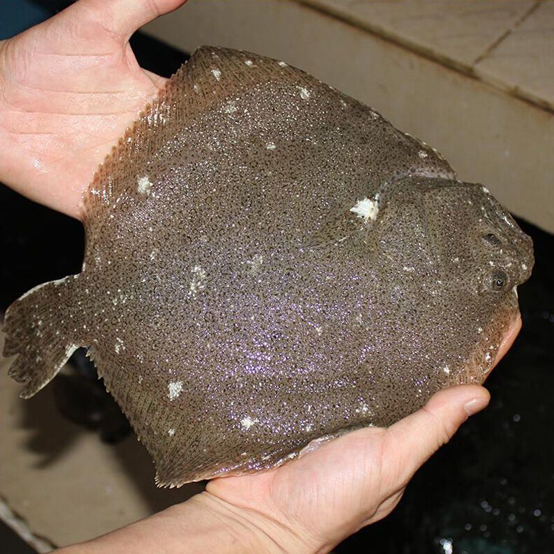 赛卡伊新鲜冷冻多宝鱼活冻海鲜水产新鲜比目鱼海鱼冷冻八宝鱼大菱鮃9