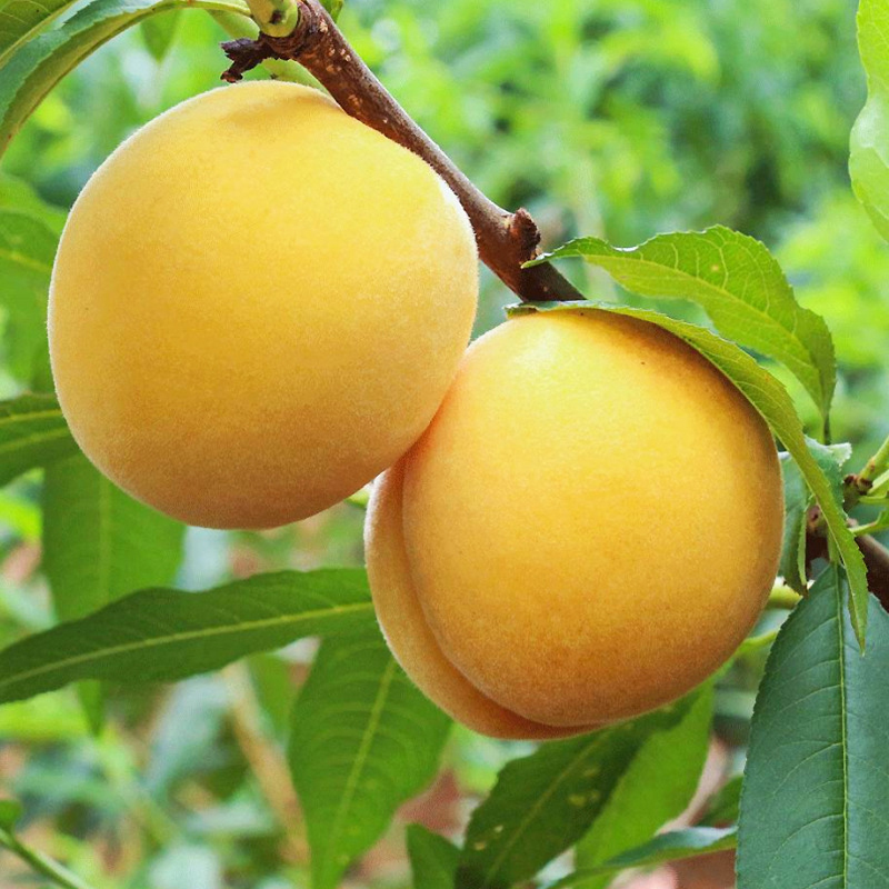 [西沛生鲜]山东新鲜黄桃 净重3斤装 脆甜多汁当季现摘现发桃子