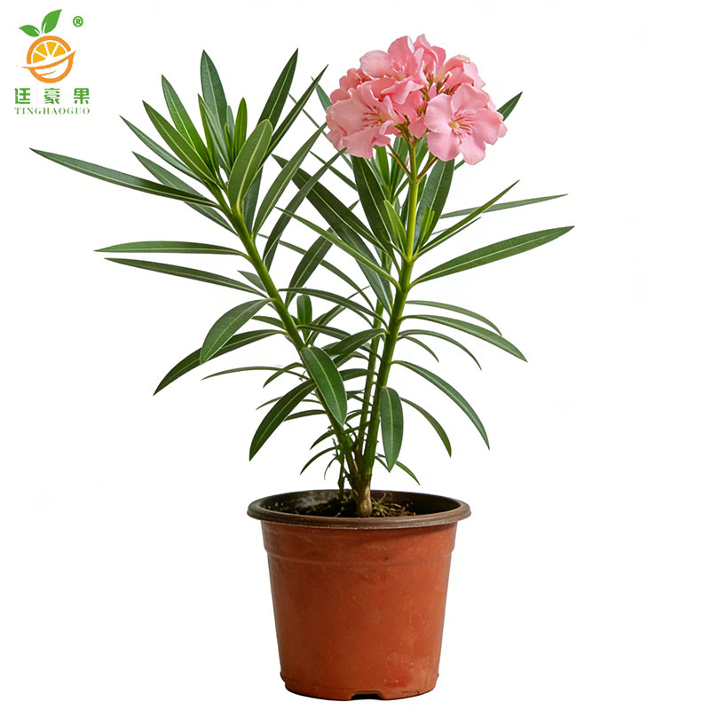 廷豪果 夹竹桃 高40-50公分 /棵高清大图