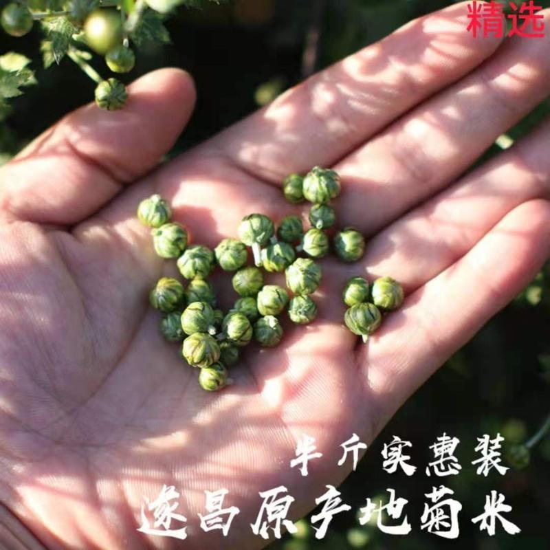 胎菊米桐乡胎菊新花清热祛火正宗下火茶杭州特级菊米花茶散装批发 胎菊米 10克