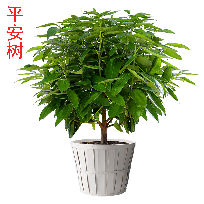 平安树四季常青绿色植物花卉办公室客厅绿植平安树80厘米不含盆