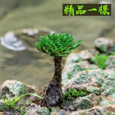 野生卷柏九死还魂草盆景假山吸水石造景绿植物花卉好养室内小盆栽精品