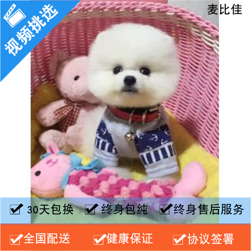 麦比佳 纯种哈多利系球体博美犬幼犬俊介 茶杯博美犬 日系俊杰双血统长不大的茶杯狗白色博美犬 赛级博美犬活体狗狗纯种俊介犬高清大图