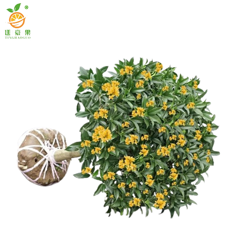 廷豪果 四季桂苗 80cm高 /棵高清大图