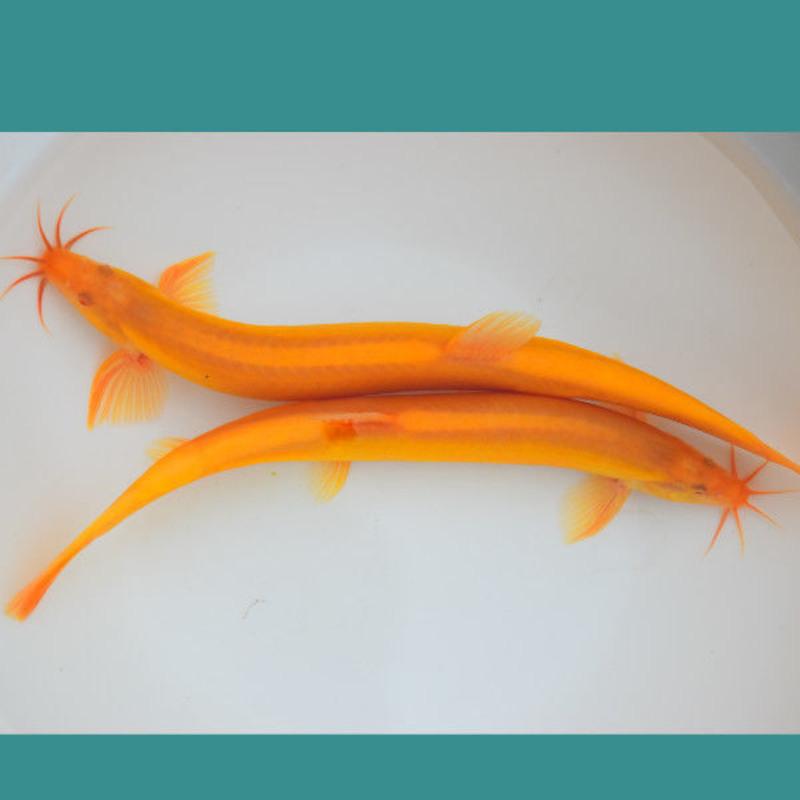 观赏鱼活体好养黄金泥鳅小金龙清道夫冷水鱼招财鱼鱼红色泥鳅 金鳅8