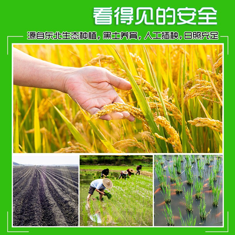 七河源越光贡米5kg(寿司米)高清大图