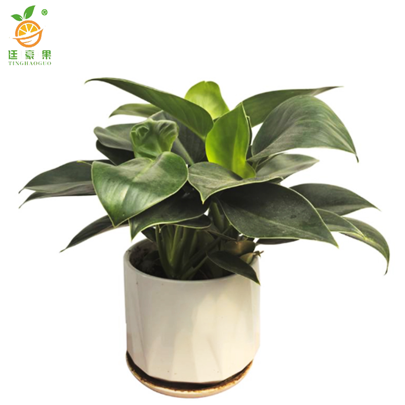 廷豪果 绿钻盆栽 XZ-1467# /盆高清大图