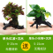 大九叶皇冠草真水草鱼缸装饰懒人水草淡水有茎类中后景性草