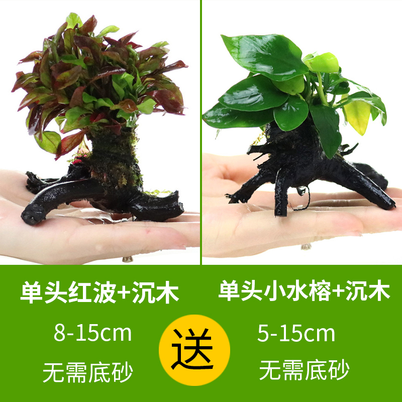 大九叶皇冠草真水草鱼缸装饰懒人水草淡水有茎类中后景性草