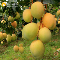 四川凉山凯特大芒果 新鲜水果基地直发 5斤