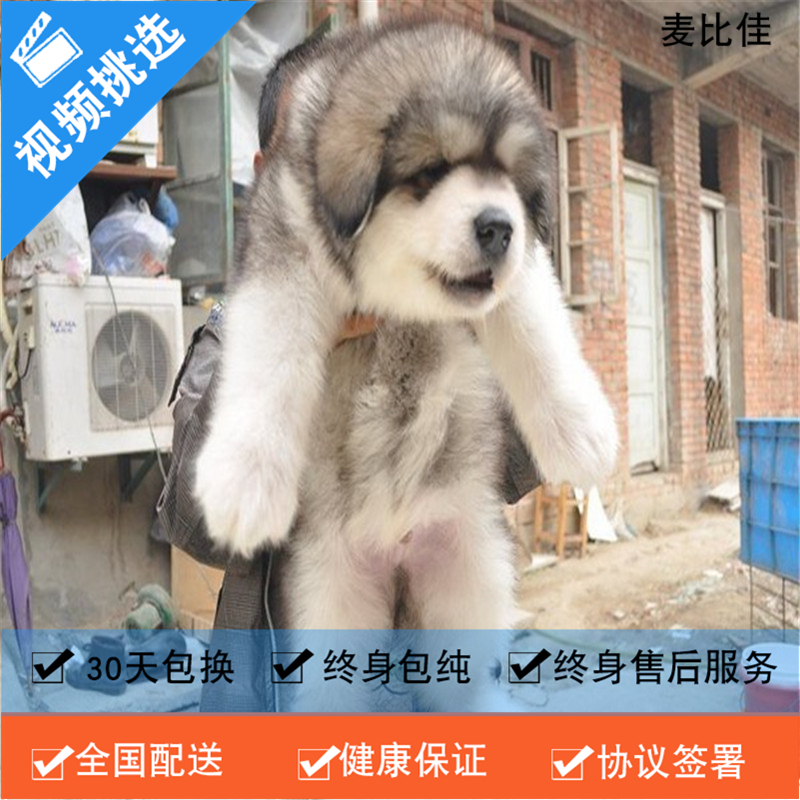 麦比佳 纯种巨型阿拉斯加幼犬活体宠物 熊版十字脸阿拉斯加雪橇犬 双血统烟灰色桃脸阿拉斯加幼崽 巨大型雪橇犬阿拉斯加犬52高清大图