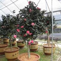 茶花树苗牡丹苗茶花苗绿植盆栽茶花苗室内花卉品种齐全蔷薇白色不含盆