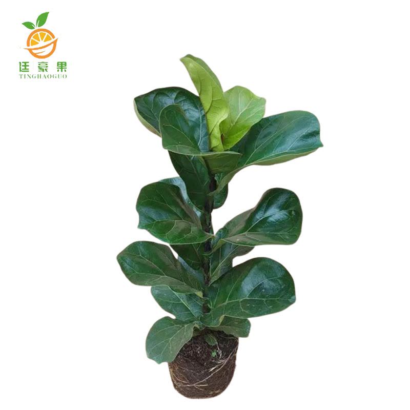 廷豪果 四株琴叶榕 50-70cm图片