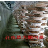 北虫花金虫子实体蛹虫正品干货一斤煲粥汤精品食材直销