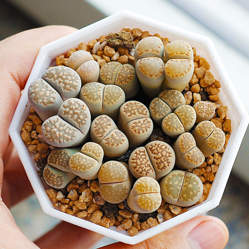 嗨绿 多肉植物盆栽组合多肉盆栽植物花卉室内绿植