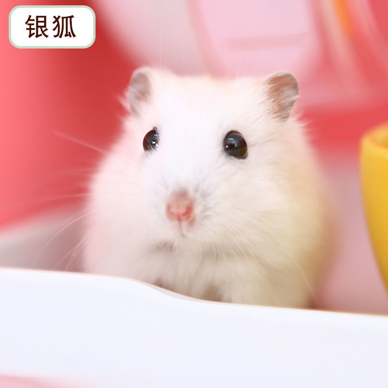安心犬活 800g×3袋 オンラインストア売 その他 | goodwoundcare.com