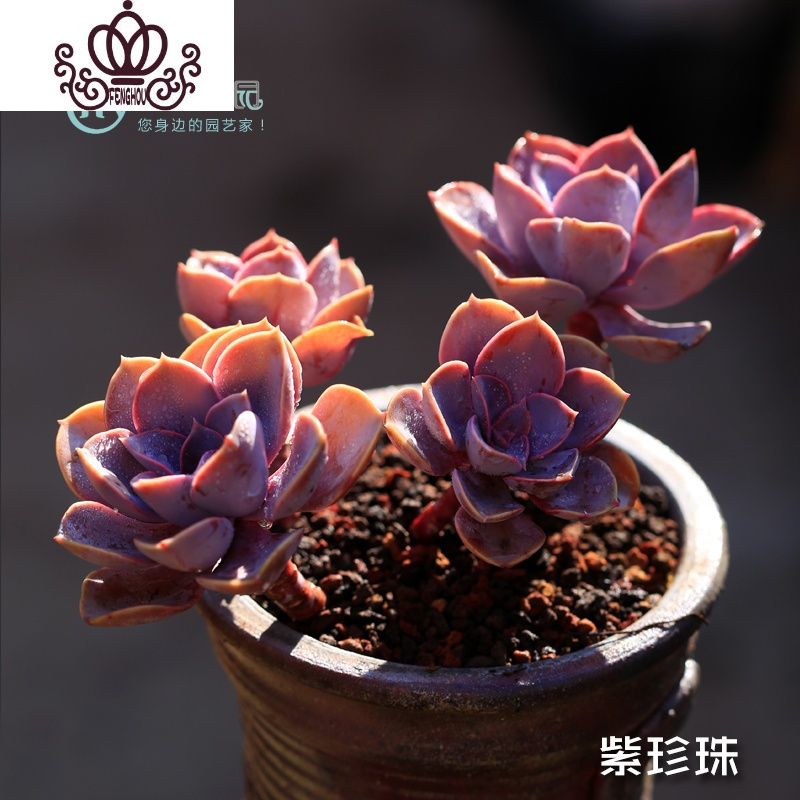 封后 Fenghou 园艺用品封后多肉植物蜡牡丹大株老桩多头肉肉花卉绿植梦想花园蒂亚紫乐紫珍珠 大散群生老桩2 3头 不含盆 价格图片品牌报价 苏宁易购战狼家居专营店