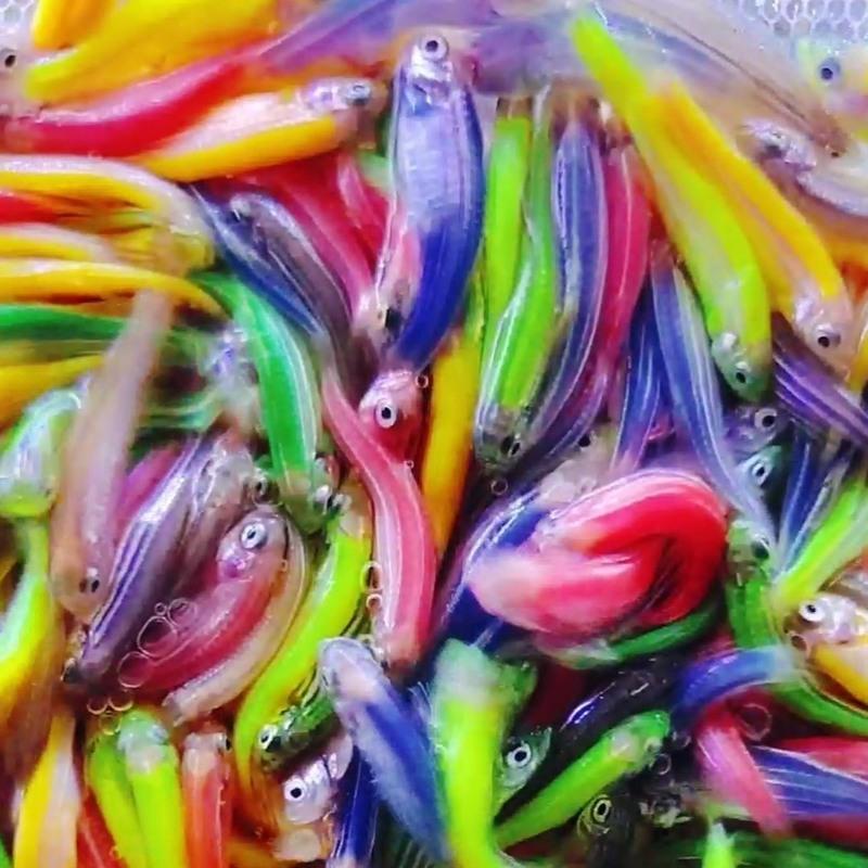 5-2厘米10只 糖果斑马鱼 观赏鱼热带鱼小型鱼水族活体非常好养耐活