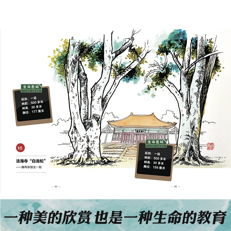 [正版]素描京城古树 王晨绘孙惠英文地域京味儿文化科普古树名木知识延伸北京园林生态广东人民出版社高清大图