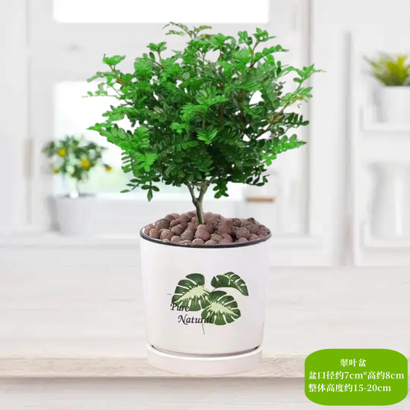 【补贴10%】清香胡椒木盆栽花卉室内外驱蚊草植物树苗老桩盆景九里香绿植客厅 3年清香驱蚊壮苗【翠叶陶瓷盆】送营养肥 默认