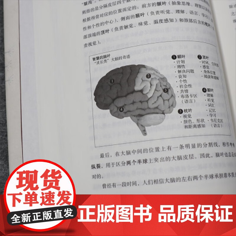 大脑简识 马克·马格里尼 著 科普读物高清大图