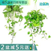 绿萝兰花卉水培盆栽室内净化空气吸甲醛植物办公室水养长藤绿萝