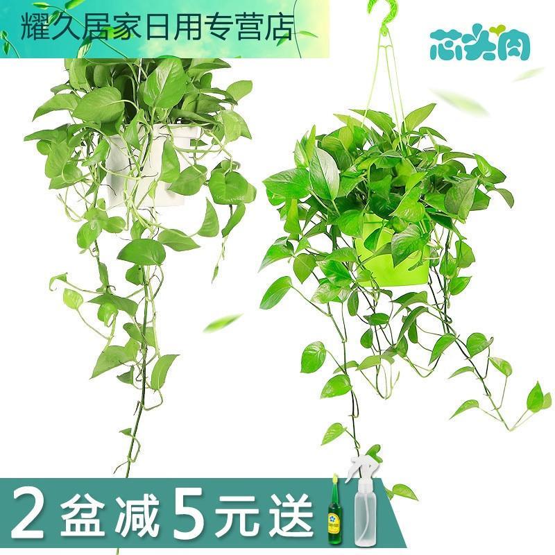 绿萝兰花卉水培盆栽室内净化空气吸甲醛植物办公室水养长藤绿萝