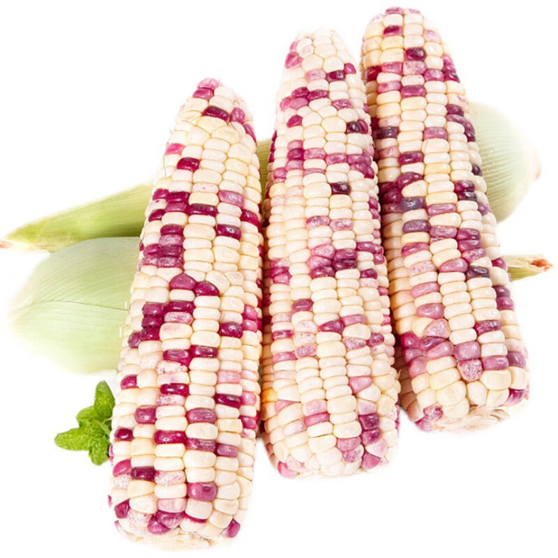 鲜木花糯玉米现摘新鲜甜糯整箱批发生玉米带皮粘黏黄玉米棒子产地精选