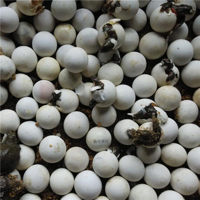 活体宠物可孵化蛋种蛋水鱼蛋甲鱼苗中华鳖日本蛋乌龟蛋受精甲鱼蛋甲鱼