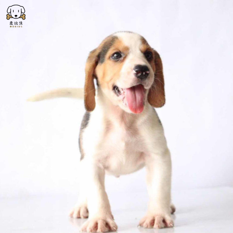 麦比佳比格犬幼犬 比格犬狗狗活体 纯种血统家庭犬小体比格幼崽短毛米格鲁犬比格宠物狗健康保障视频挑选 空运直达高清大图