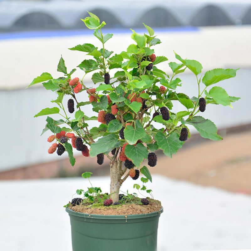 桑葚苗四季盆栽室内桌面桑树苗带果庭院阳台种植果树当年结果 桑葚[不