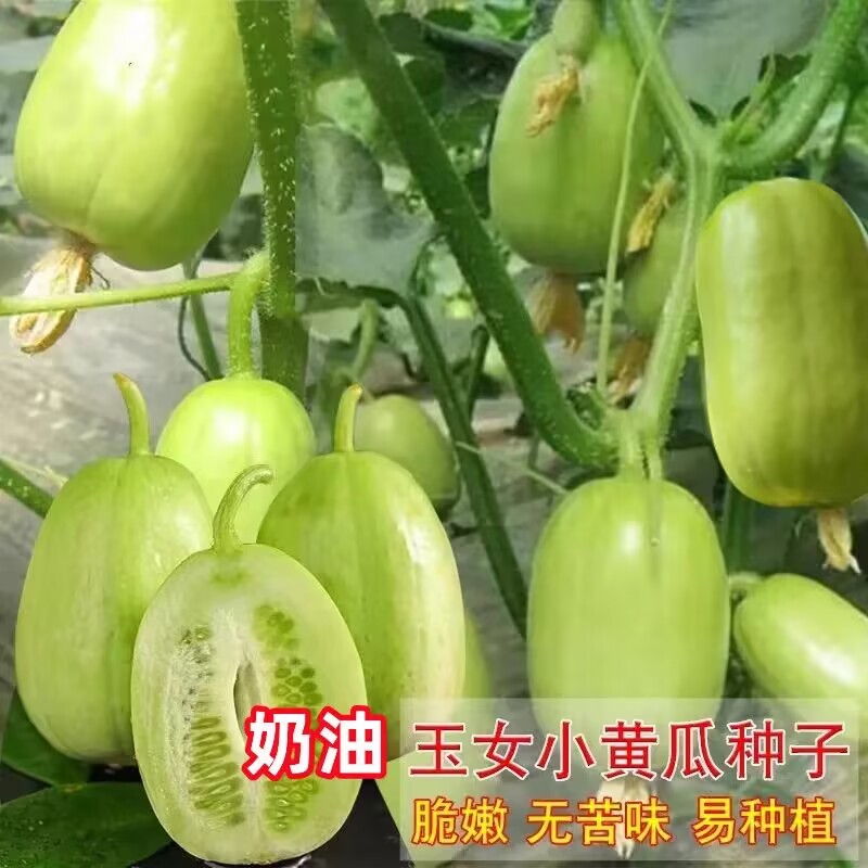 奶油小黄瓜种子金童玉女水果迷你黄瓜种籽苗蔬菜种子大全阳台盆栽高清大图