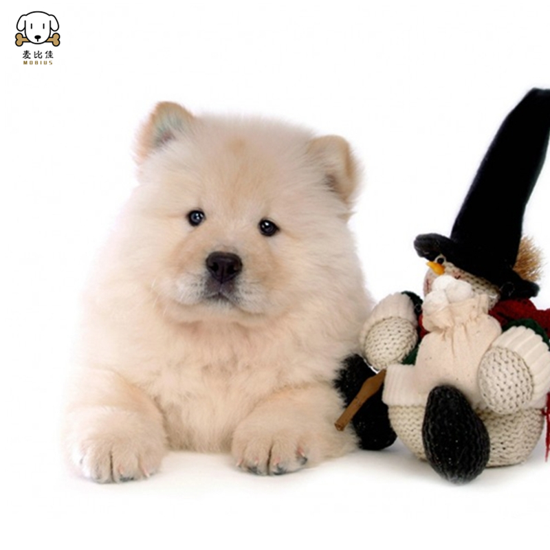 麦比佳 松狮犬幼犬松狮狗狗活体 纯种双血统大骨架大肉嘴松狮狗赛级面包嘴中大型家庭犬米白色黄色黑色 视频挑选高清大图