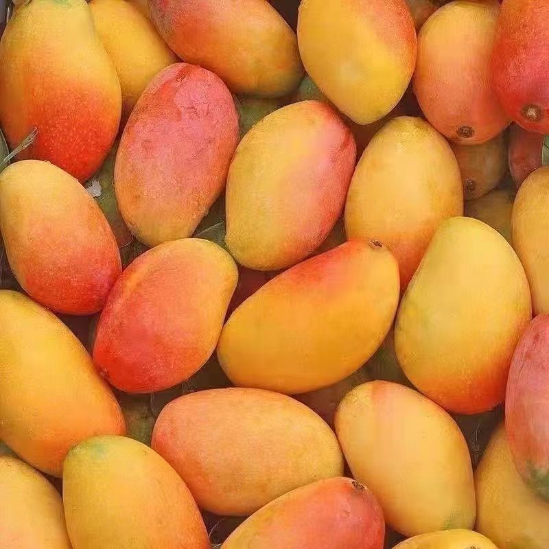 屈乡精品水果新鲜上市贵妃芒果高清大图