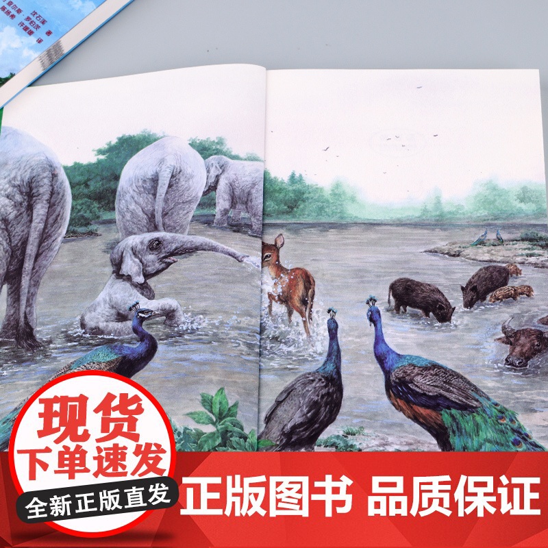 沈石溪动物小说全套4册 传奇狼王梦黑熊舞蹈家白象家族7-8-10-12-15岁儿童文学三四五六年级中小学生课外阅读书籍高清大图