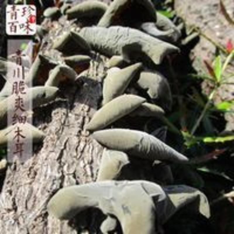 250g 秋木耳小朵木耳青冈椴木黑木耳南北干货直发青川黑木耳250克