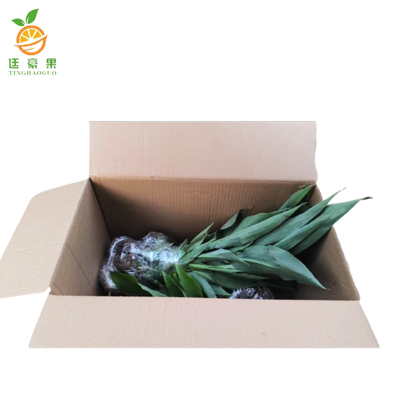 廷豪果 美人蕉 带盆 /盆高清大图