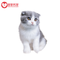 英国短毛猫 蓝白折耳猫 英短蓝白折耳幼猫猫咪 幼崽