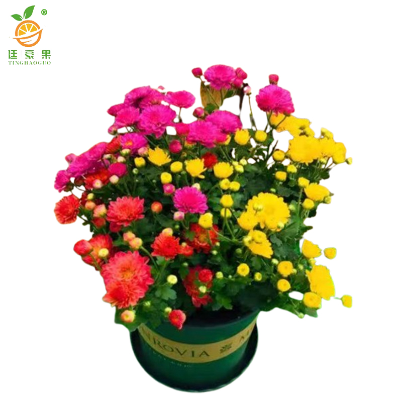 廷豪果 干头菊 高30cm /盆高清大图