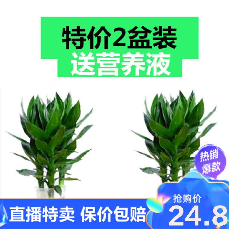 直播特卖 观音竹水培植物玻璃瓶富贵竹莲花竹办公室桌面净化空气小盆栽绿植环欧行视频介绍 直播特卖 观音竹水培植物玻璃瓶富贵竹莲花竹 办公室桌面净化空气小盆栽绿植环欧行功能演示视频 苏宁易购