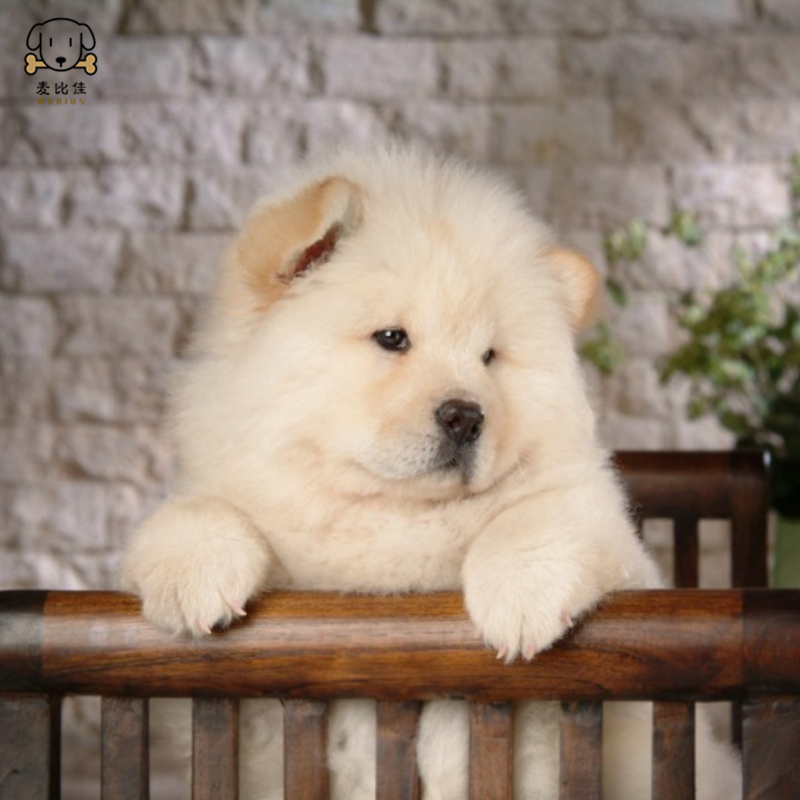 麦比佳宠物狗狗活体 松狮犬幼犬活体纯种双血统肉嘴面包蓝舌头松狮狗 大骨架宠物狗长毛短毛狮子狗熊狮犬 视频挑选高清大图